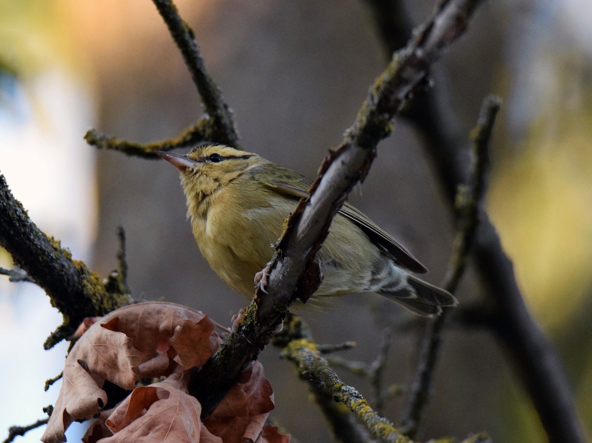 Worm-eating Warbler - Ethan Monk