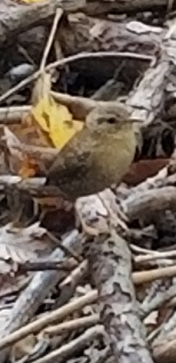 Winter Wren - ML184746951