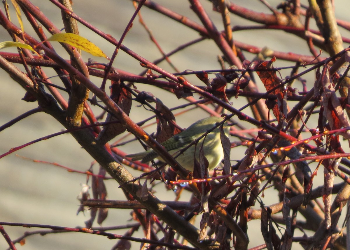 Ruby-crowned Kinglet - Jerry Smith