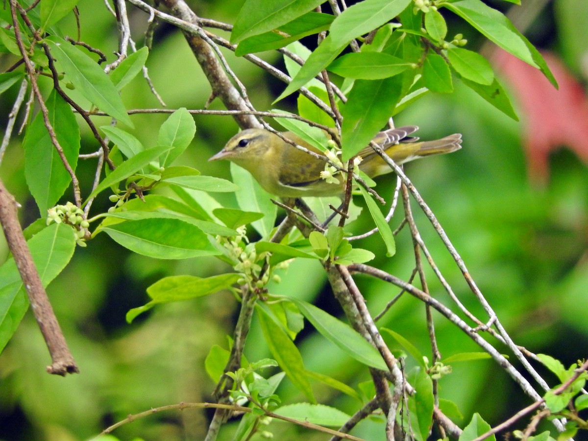 Tennessee Warbler - ML184751341