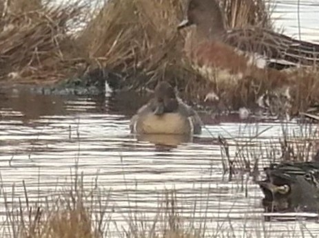 Green-winged Teal (American) - Niall Keogh