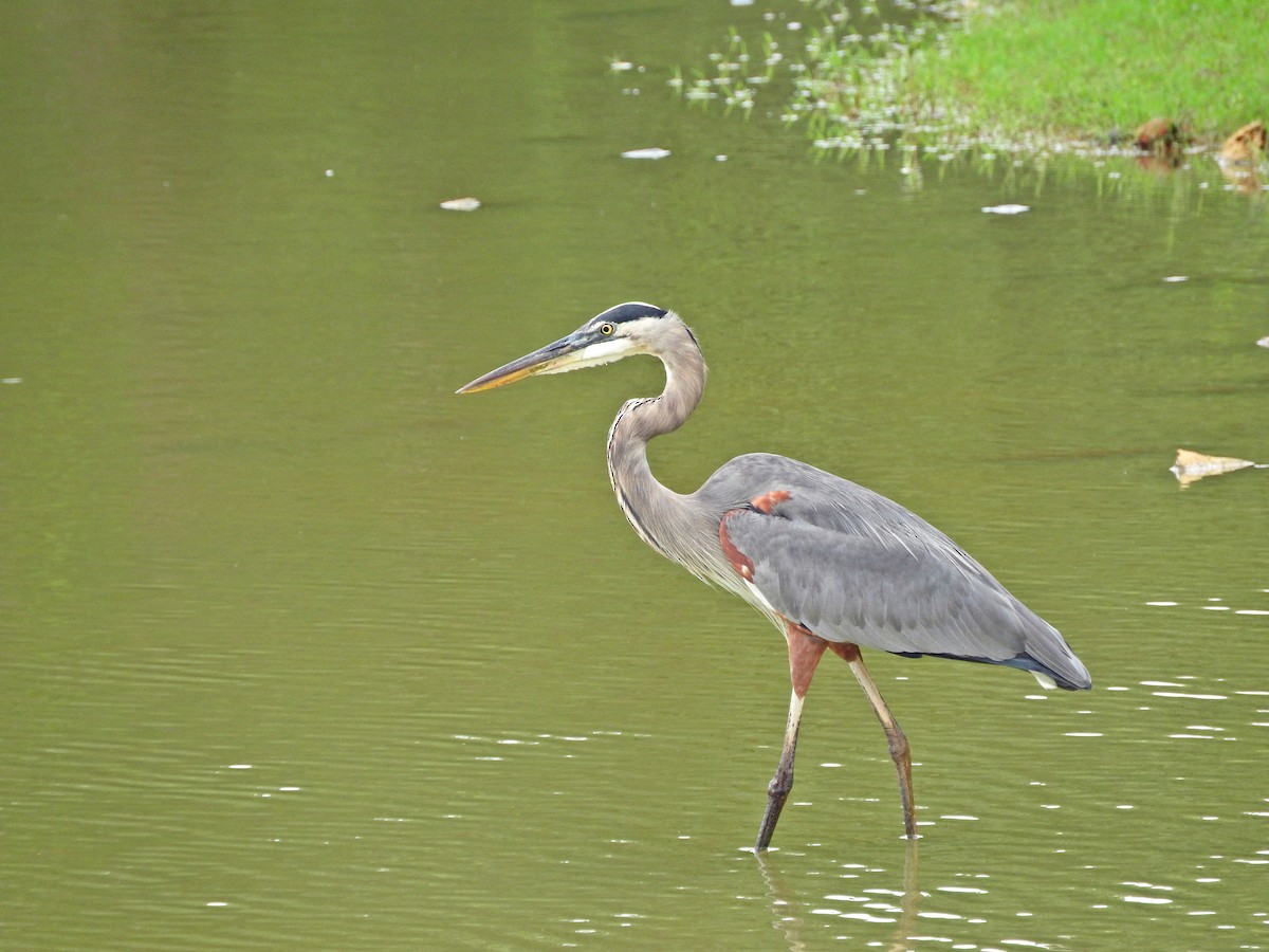 Great Blue Heron - ML184752551