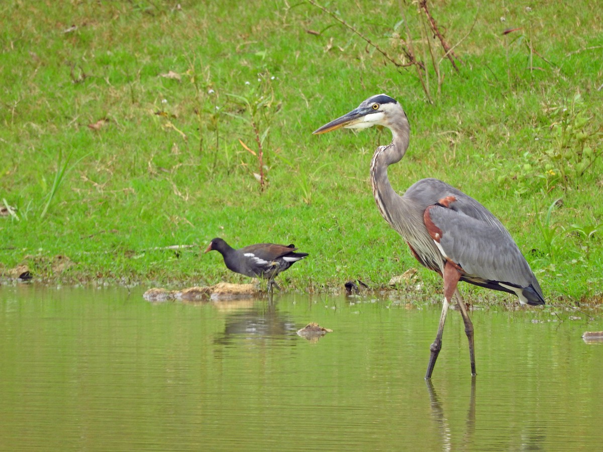 Great Blue Heron - ML184752571