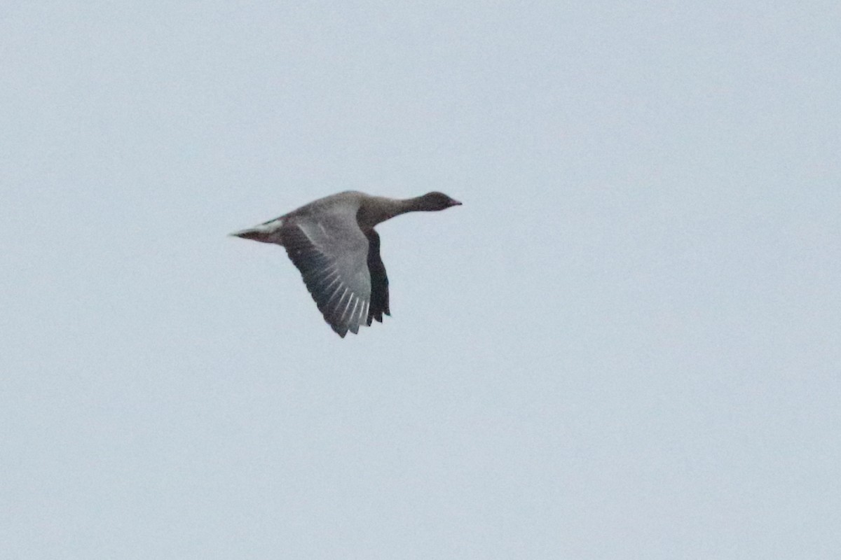 Pink-footed Goose - ML184753631