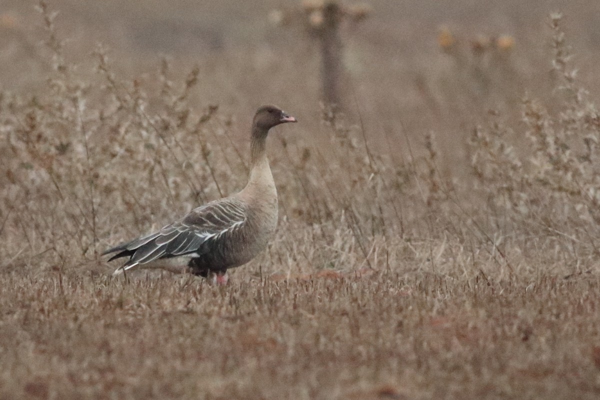 Pink-footed Goose - ML184753661