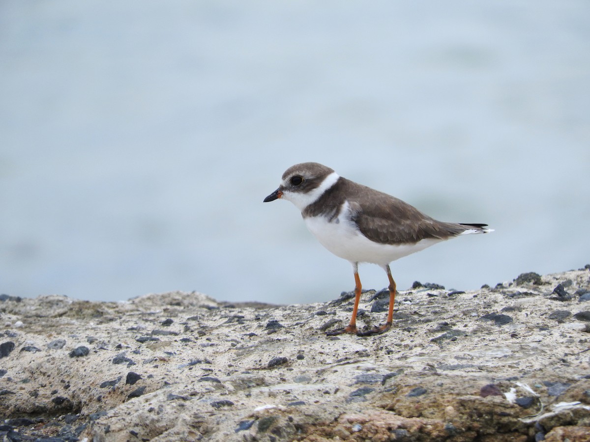 Semipalmated Plover - ML184753691
