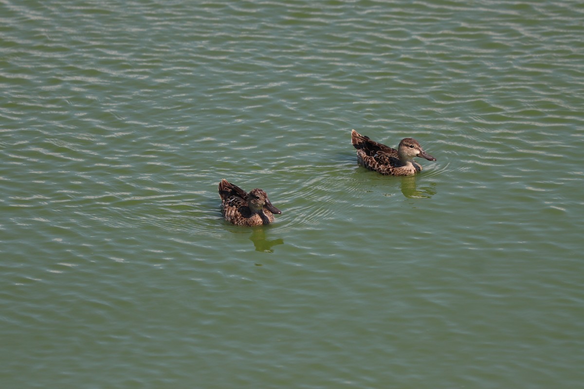 Northern Shoveler - Steve Lauermann