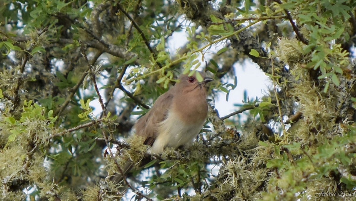 Ash-colored Cuckoo - ML184754541