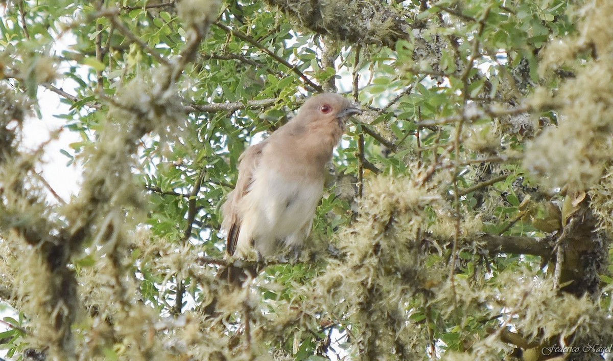 Ash-colored Cuckoo - ML184754551