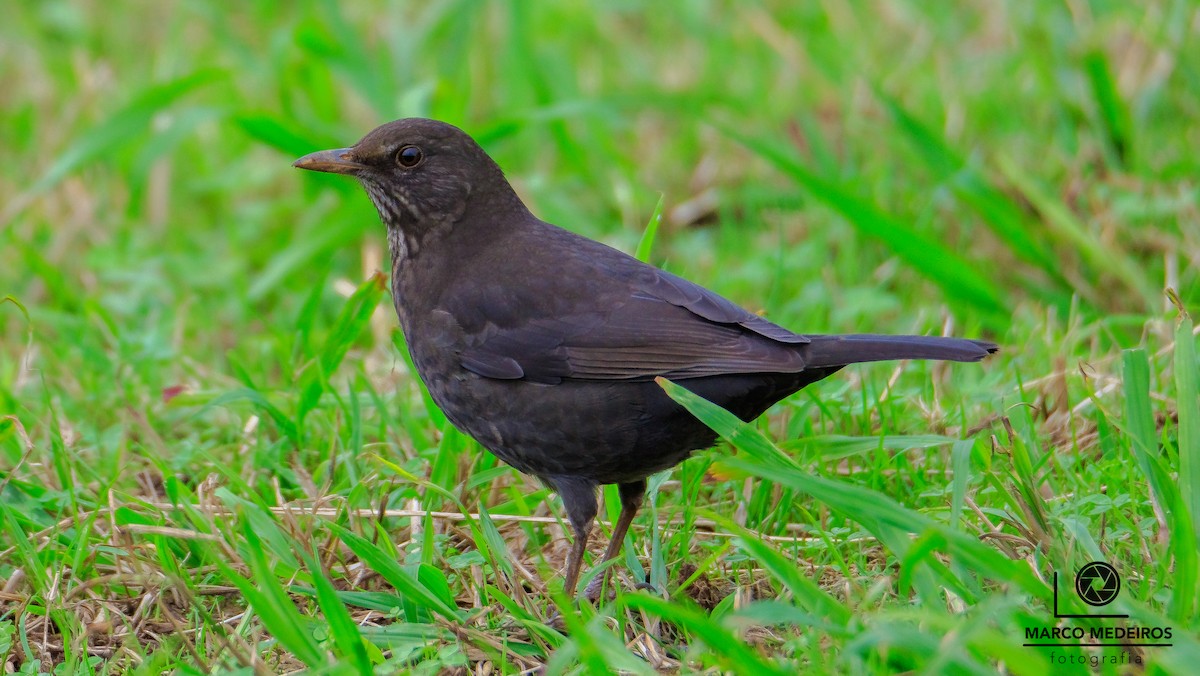 Eurasian Blackbird - Marco Medeiros