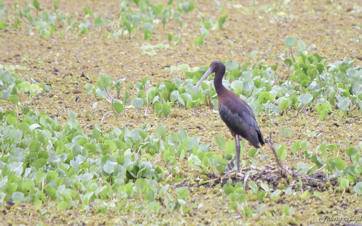 White-faced Ibis - federico nagel