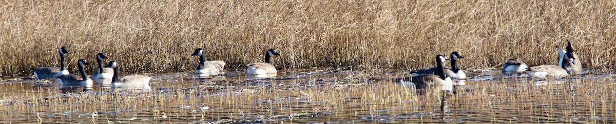 Barnacla Canadiense Grande - ML184758121