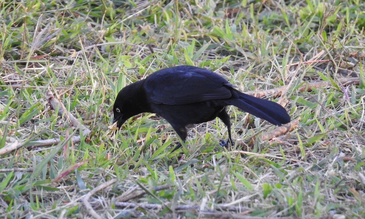 Carib Grackle - grete pasch