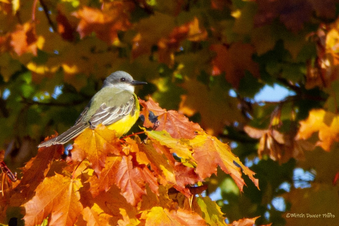 Tropical Kingbird - ML184758421