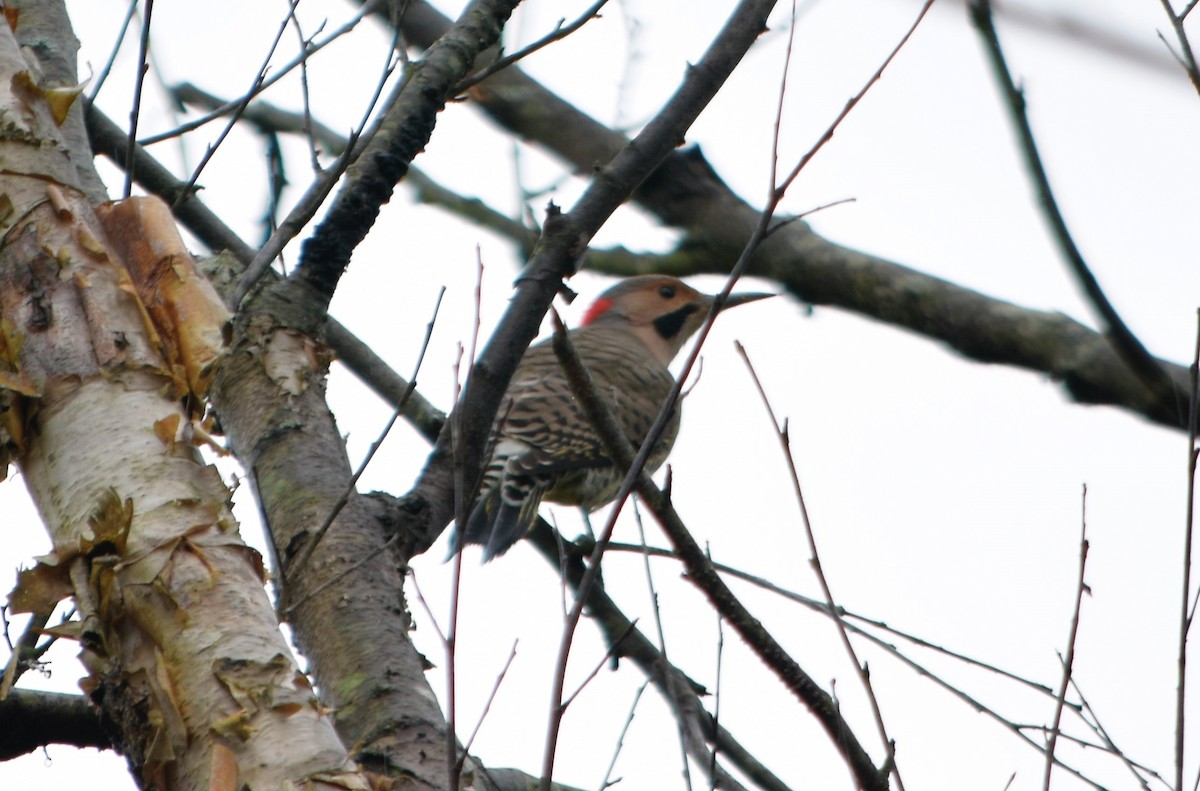 Northern Flicker - Anne Mytych