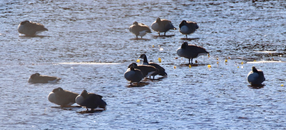 Canada Goose - ML184758731