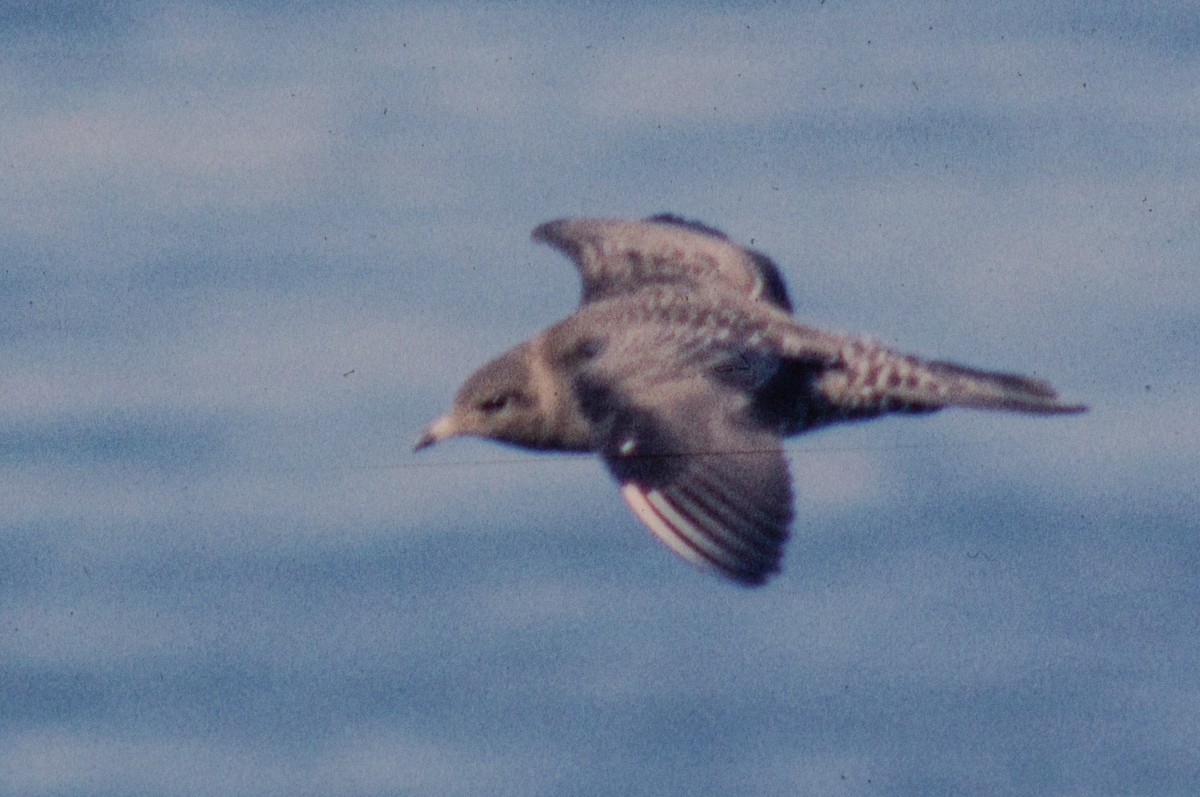 Long-tailed Jaeger - ML184760291