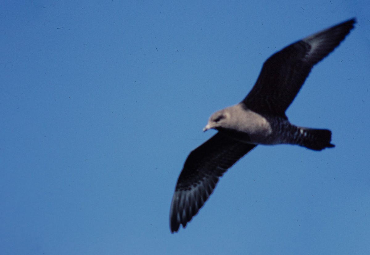 Long-tailed Jaeger - Pierre Bannon