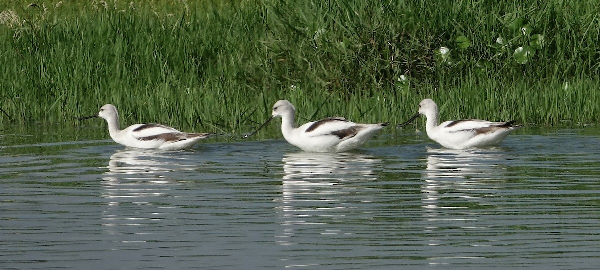 American Avocet - Jane Mann