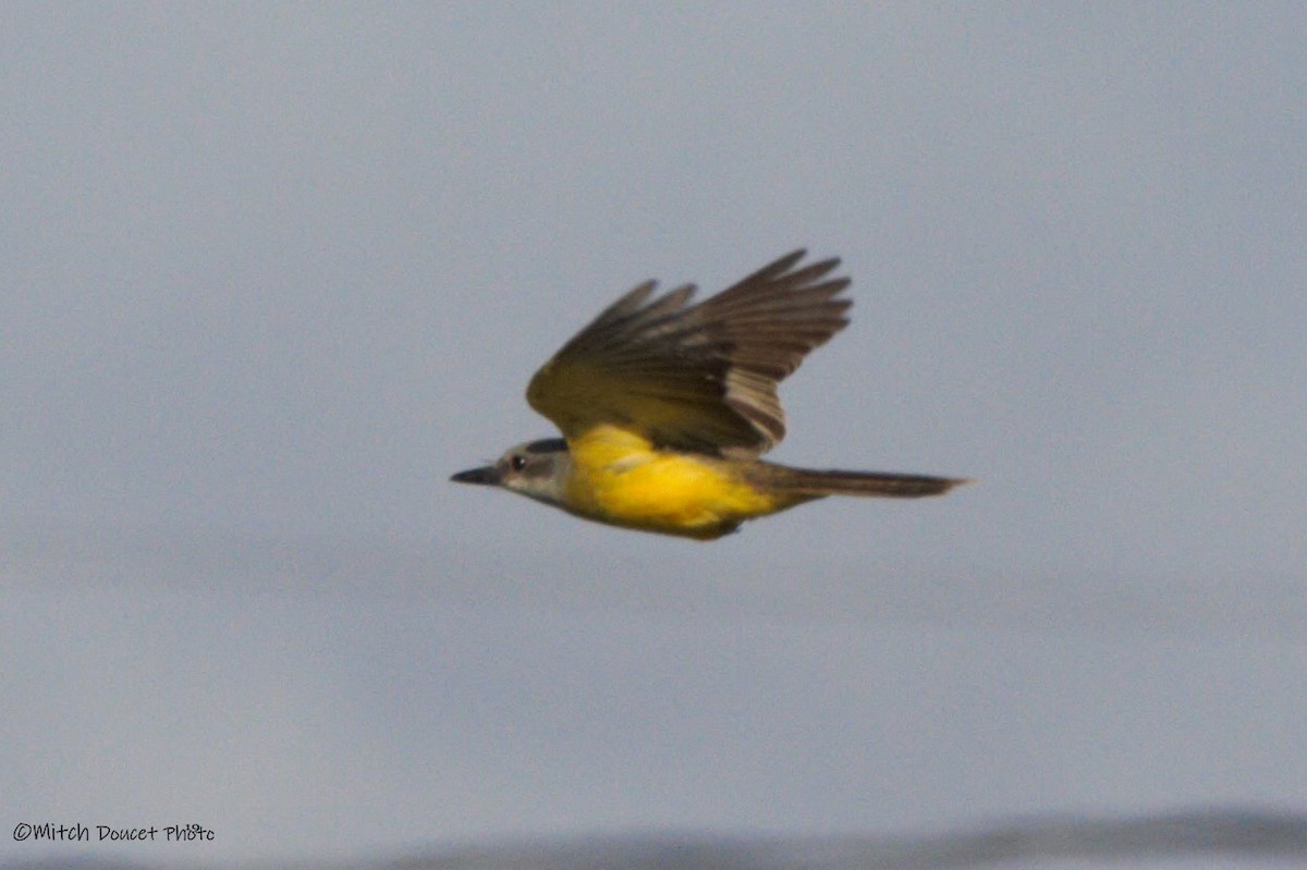 Tropical Kingbird - ML184764141