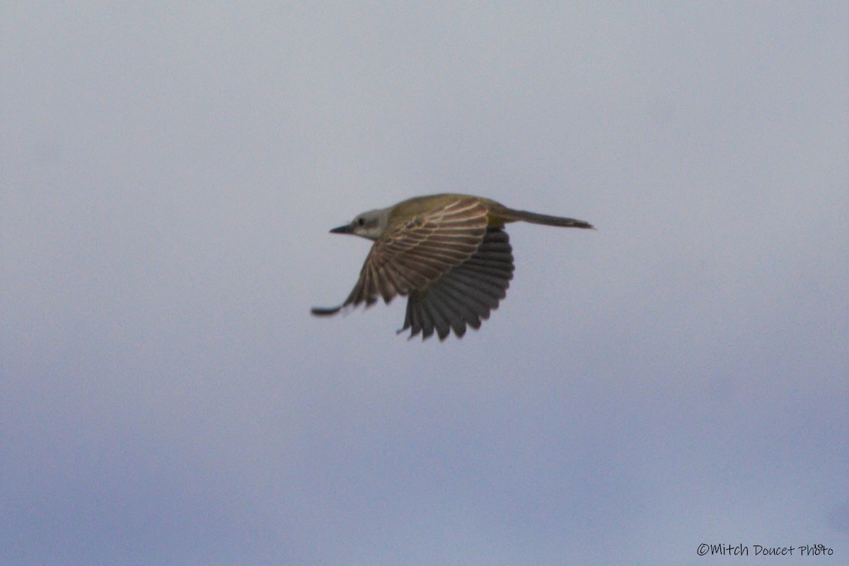 Tropical Kingbird - ML184764181