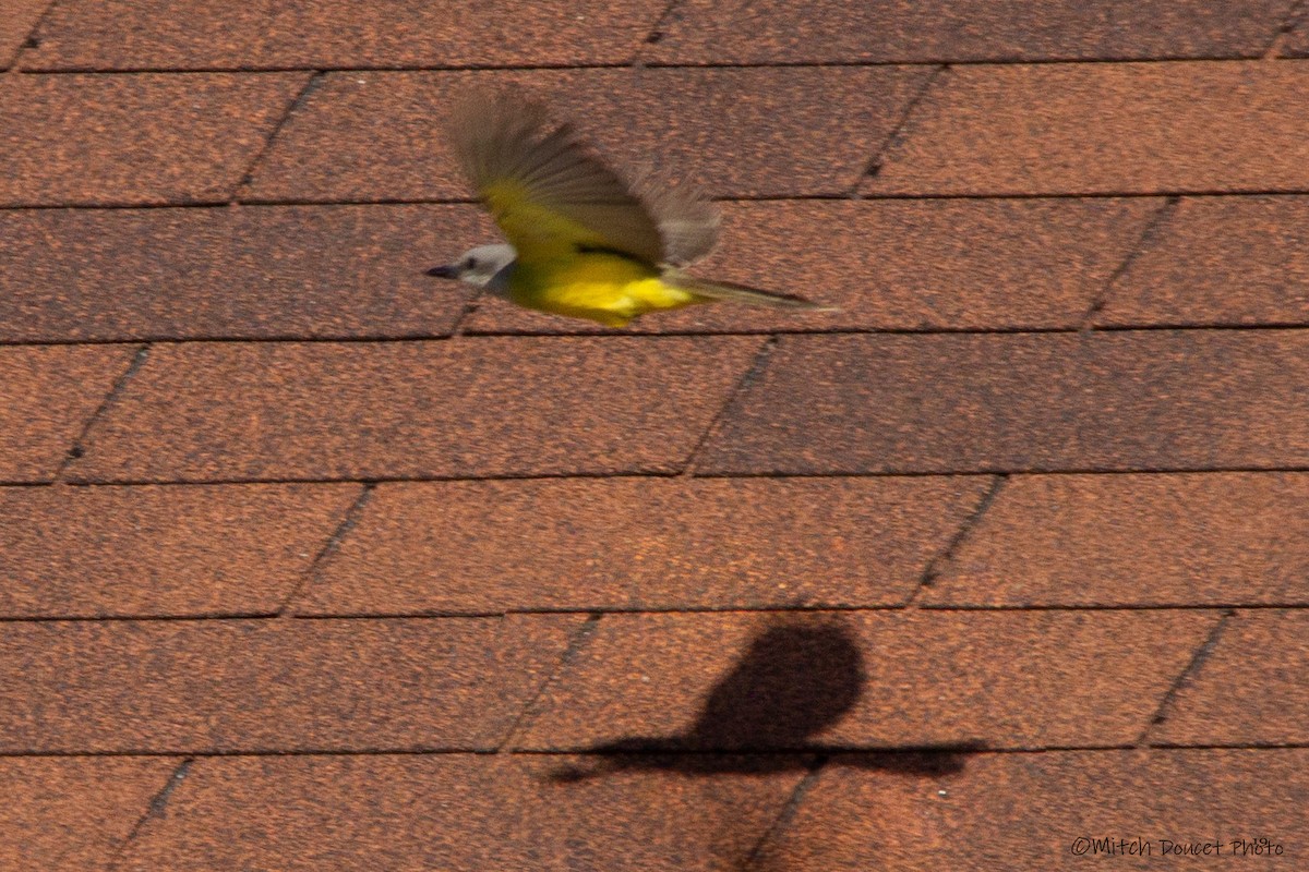 Tropical Kingbird - ML184764191