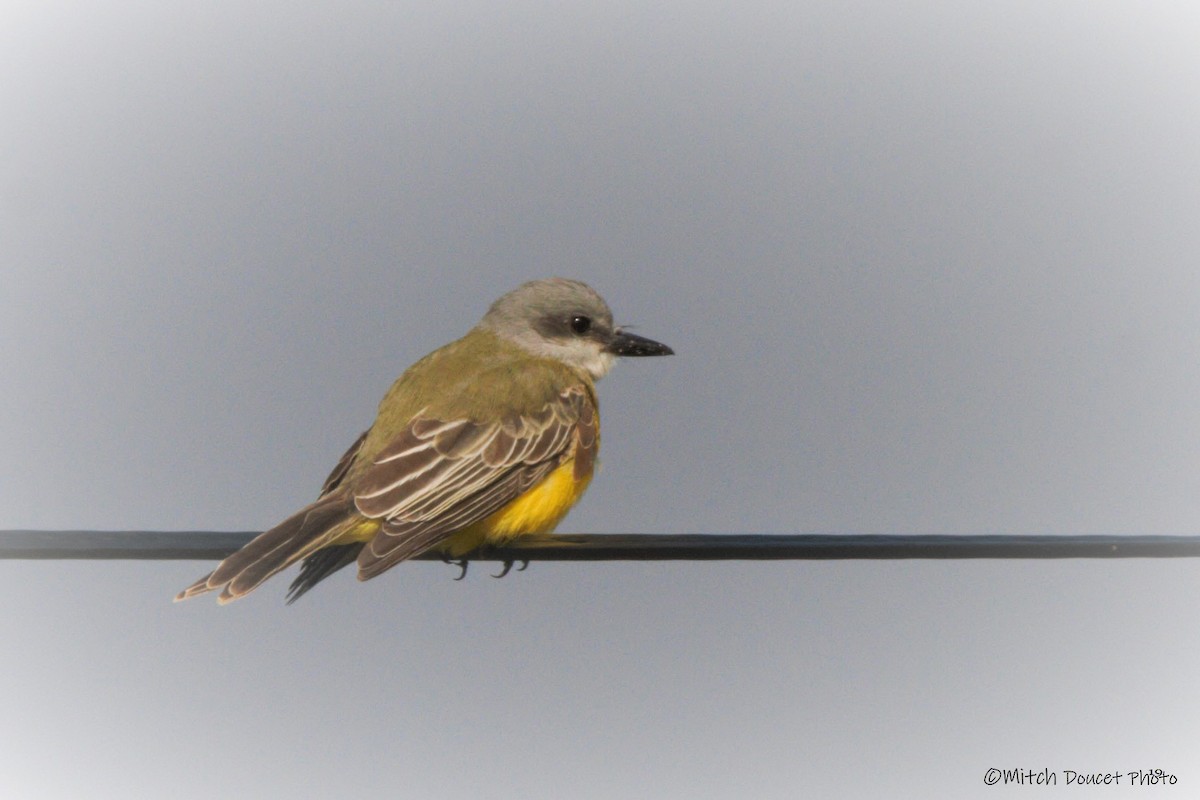 Tropical Kingbird - ML184764201