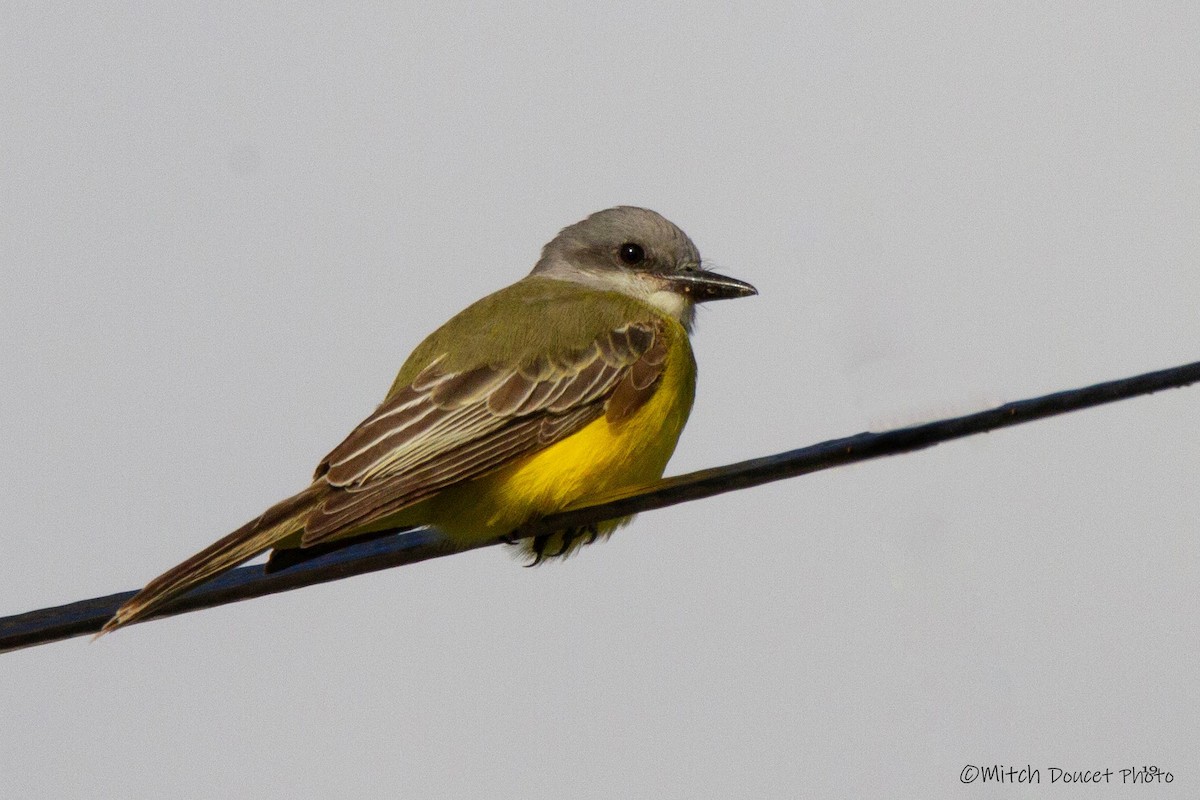 Tropical Kingbird - ML184764221