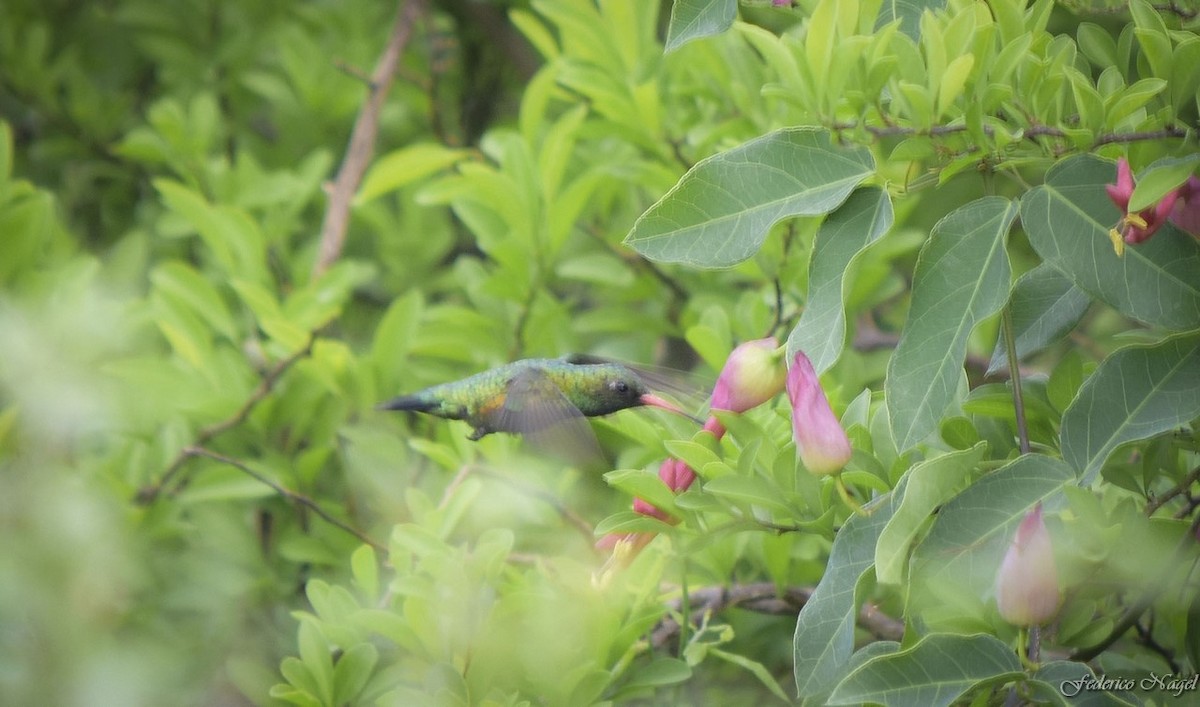 kolibřík lesklobřichý - ML184765541