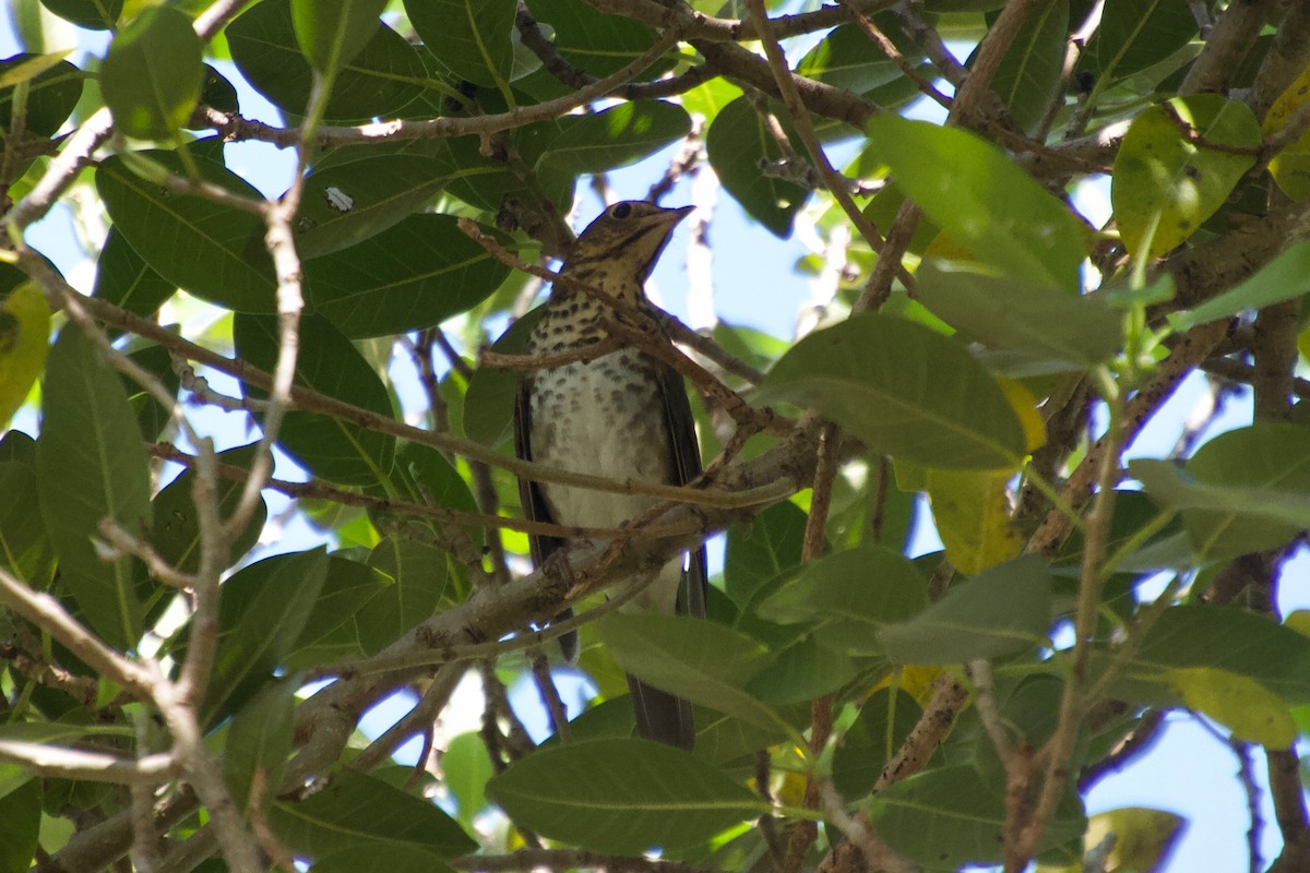 Swainson's Thrush - ML184766851