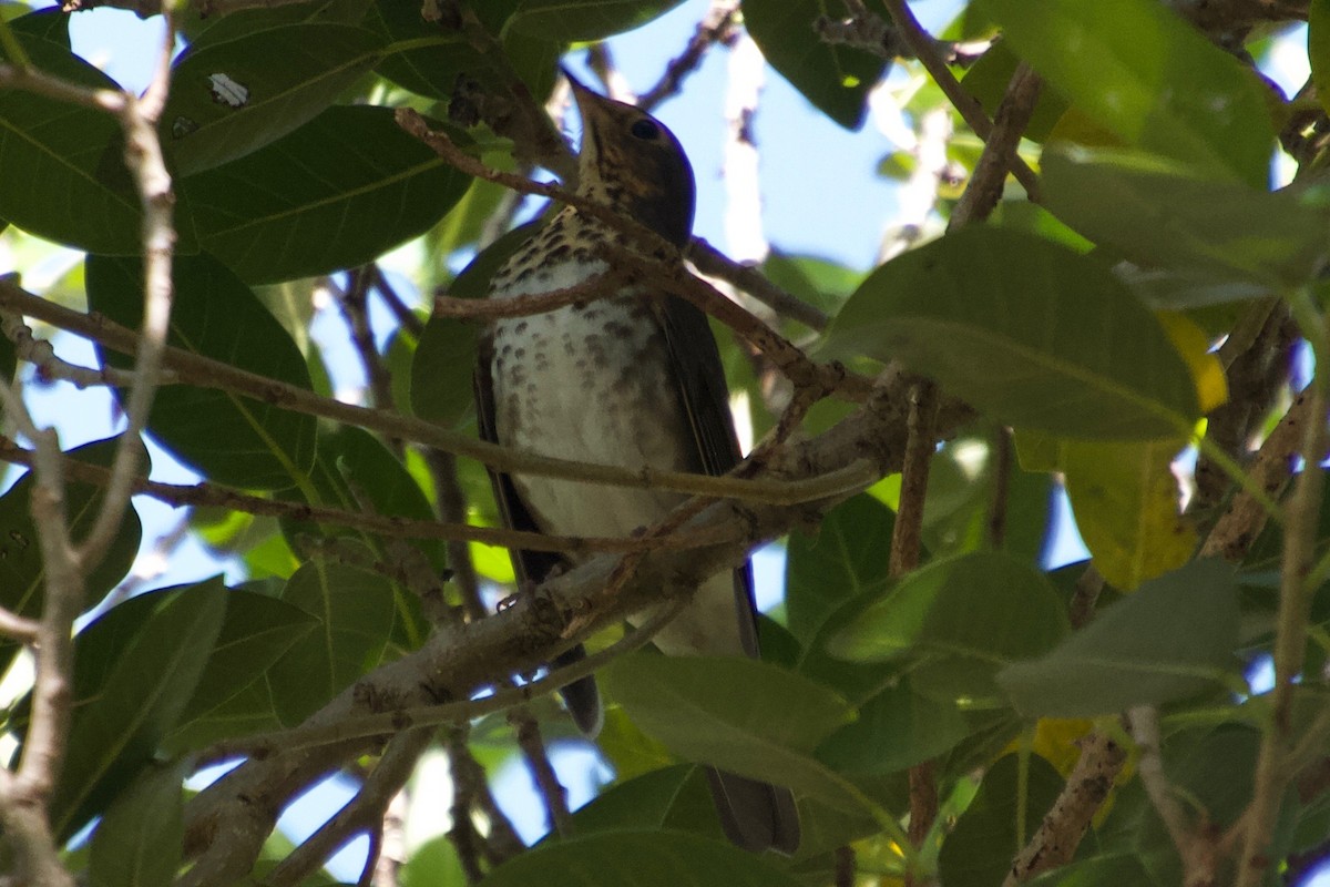 Swainson's Thrush - ML184766861