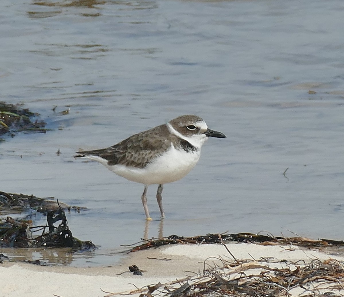 Wilson's Plover - Ron Smith