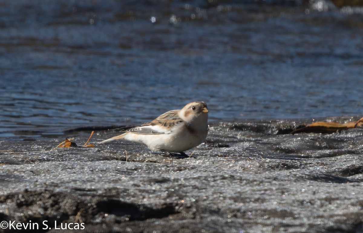 Snow Bunting - ML184769741