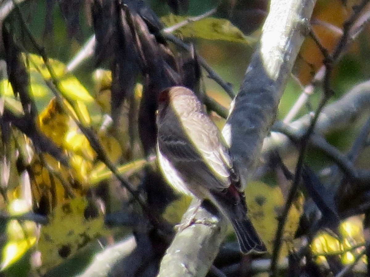 House Finch - ML184770061