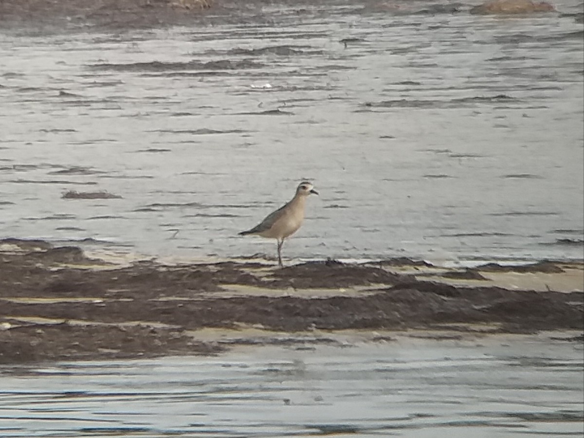 American Golden-Plover - ML184772711