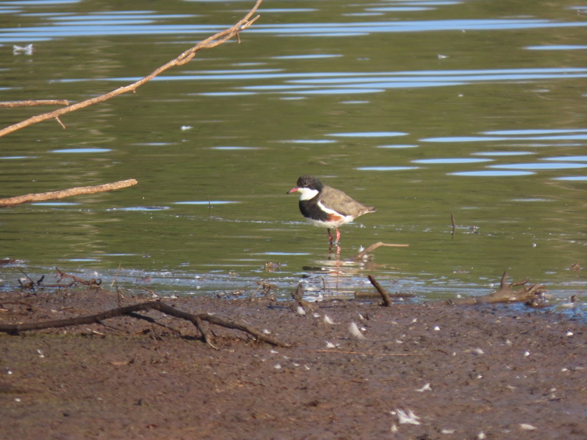 Red-kneed Dotterel - ML184773931