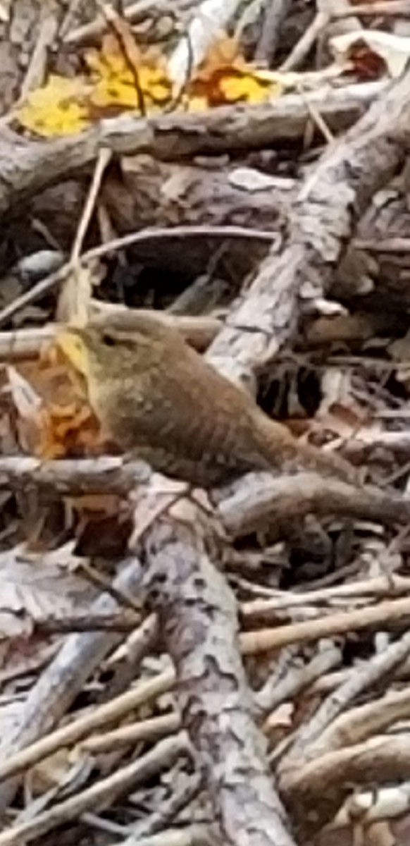 Winter Wren - ML184774241