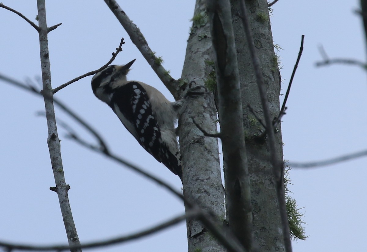 Downy Woodpecker - ML184775011