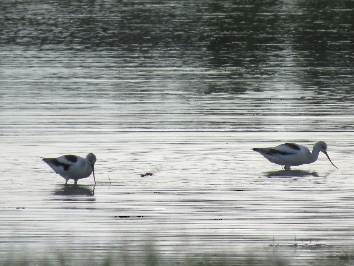 American Avocet - Linda Vanderveen