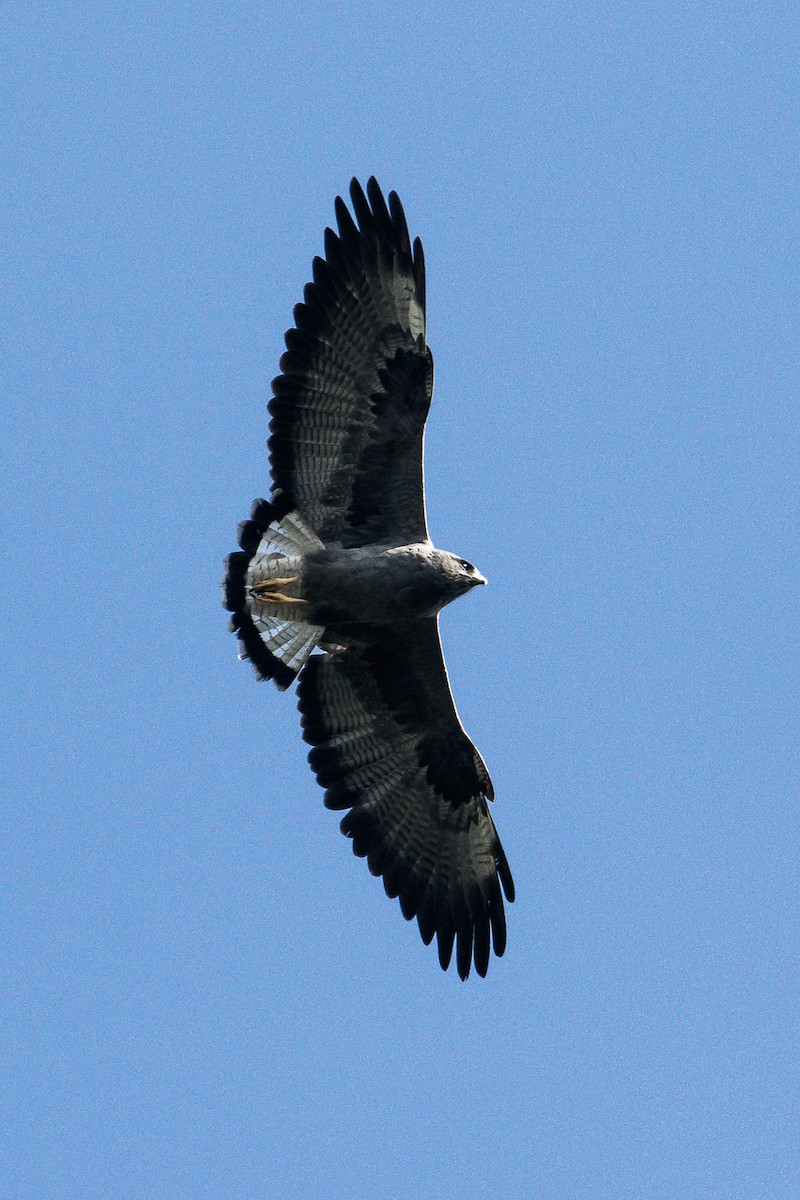 White-tailed Hawk - David Monroy Rengifo