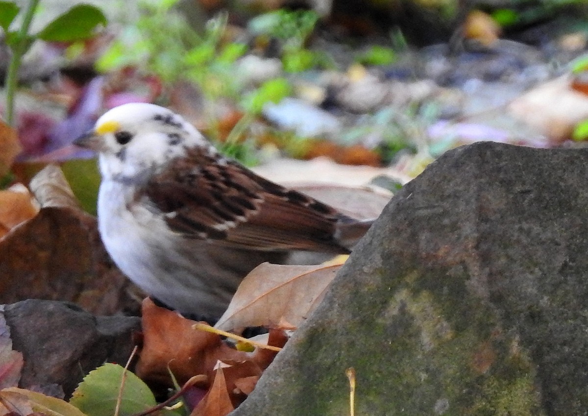 White-throated Sparrow - shelley seidman