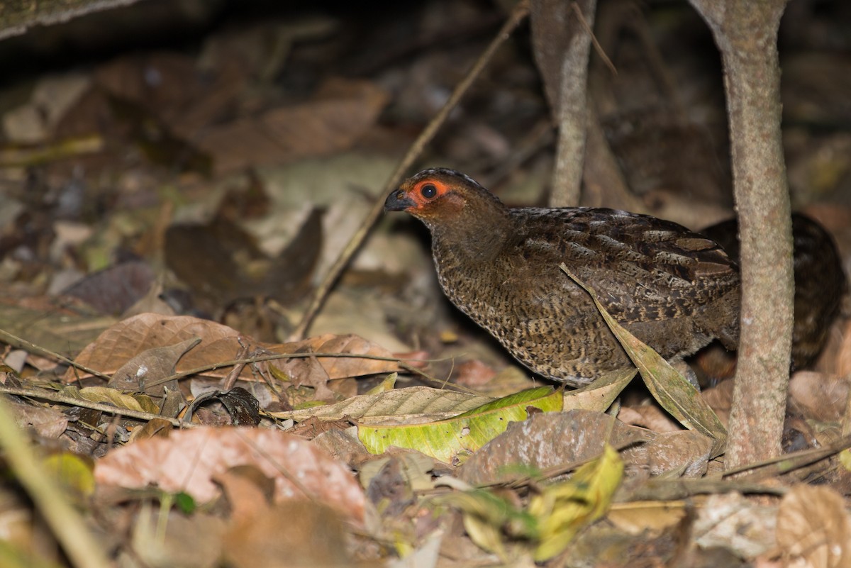 Marbled Wood-Quail - André Turcot