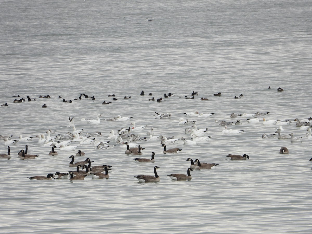 ハクガン - ML184778871