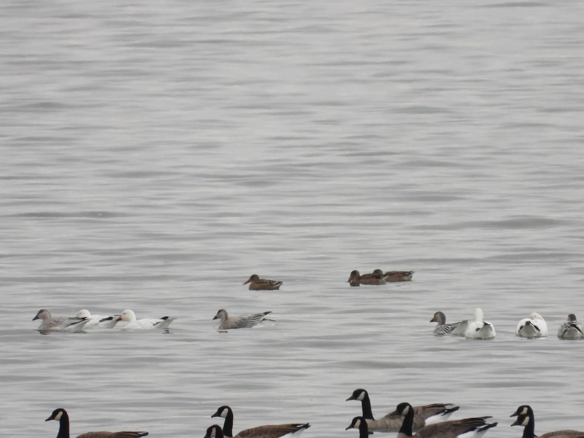 Northern Shoveler - ML184778941