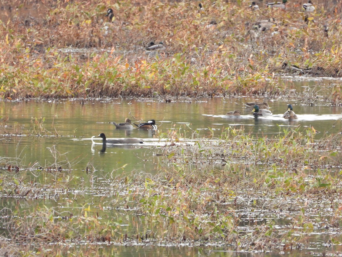 オウギアイサ - ML184779091