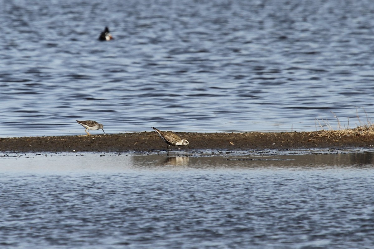 American Golden-Plover - ML184779101