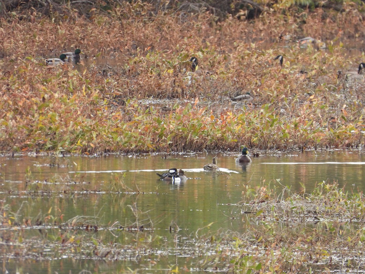 オウギアイサ - ML184779351