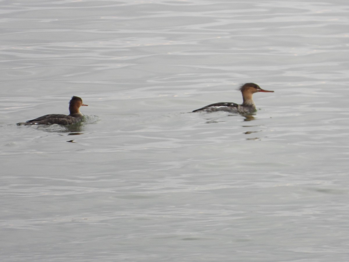 ウミアイサ - ML184779571