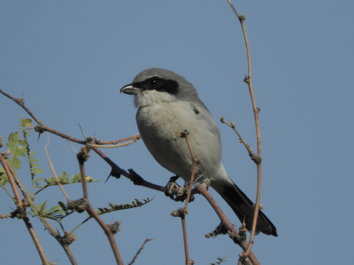 Pie-grièche migratrice - ML184779601