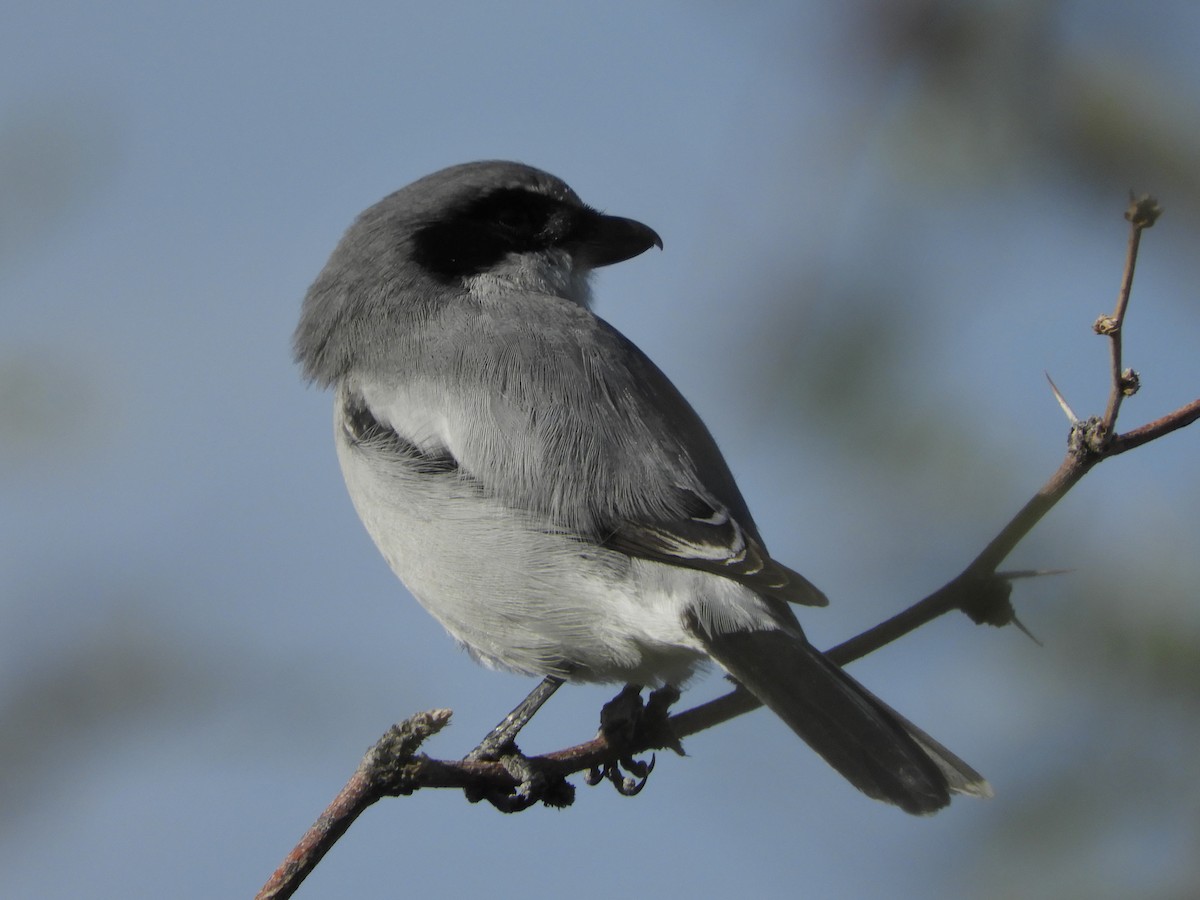 Pie-grièche migratrice - ML184779611